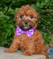 Snickers, a female Shihpoo for sale in Celina, OH – 2 of 10