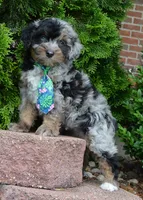 Mini Asher, a male Miniature Aussiedoodle for sale in Celina, OH – 6 of 10