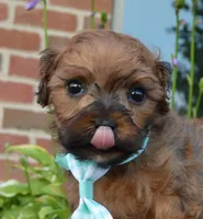 TINY Sam, a male Shihpoo for sale in Celina, OH – 1 of 10