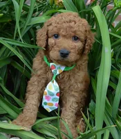Mini Gus, a male Miniature Goldendoodle for sale in Celina, OH – 3 of 10