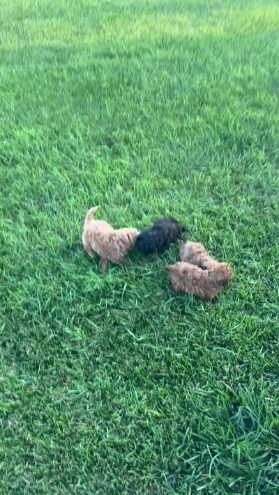 Snickers, a female Shihpoo for sale in Celina, OH – 10 of 10