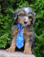 Mini Ace, a male Miniature Aussiedoodle for sale in Celina, OH – 6 of 10