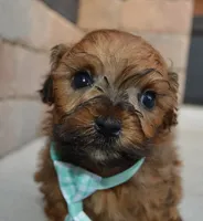 TINY Sam, a male Shihpoo for sale in Celina, OH – 6 of 10