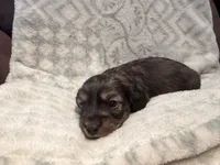 AKC Mini Male , a male Miniature Dachshund for sale in Weatherford, TX – 2 of 4