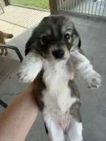 AKC Mini Tri Colored, a female Miniature Dachshund for sale in Weatherford, TX – 2 of 3