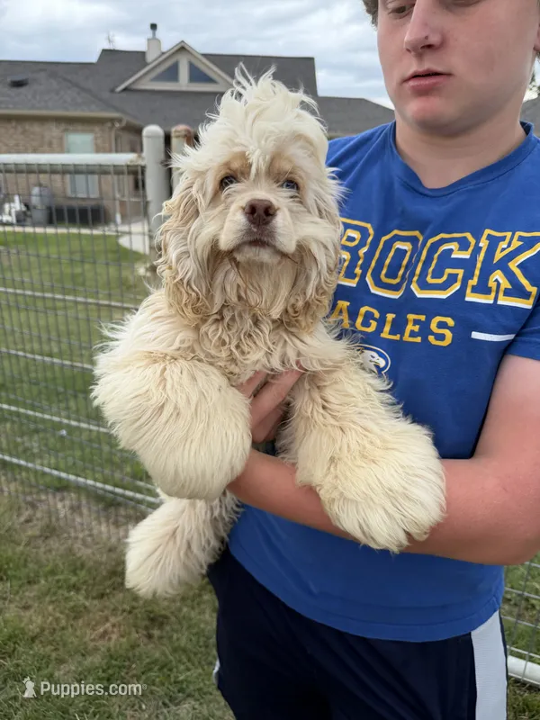 Molly Mae – Cocker Spaniel puppy for sale in Weatherford, TX