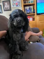 AKC Patches , a female Cocker Spaniel for sale in Weatherford, TX – 2 of 2