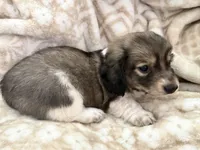 AKC Mini Tri Colored, a female Miniature Dachshund for sale in Weatherford, TX – 3 of 3