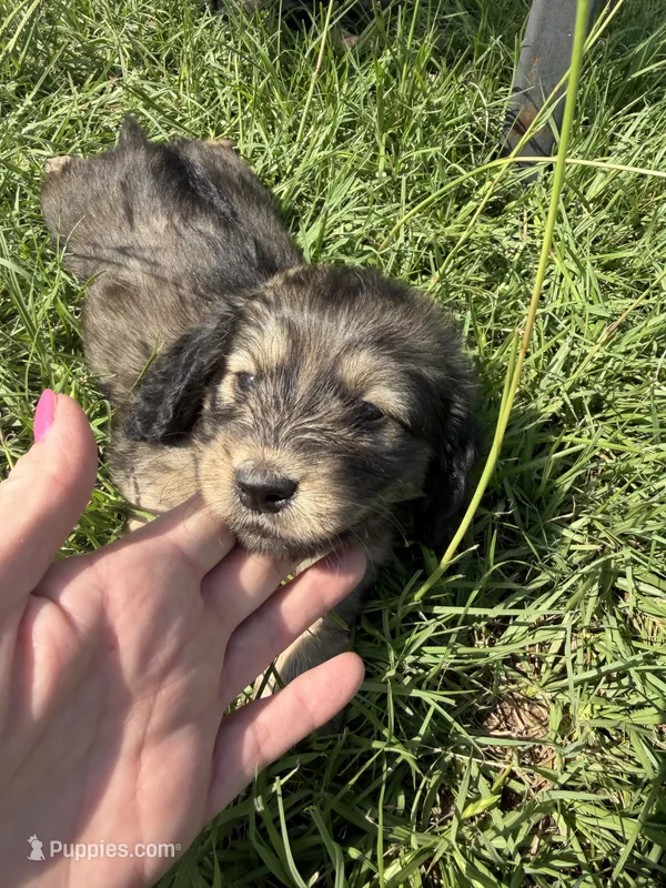 AKC Mini Male  – Miniature Dachshund puppy for sale in Weatherford, TX