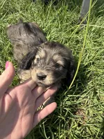 AKC Mini Male , a male Miniature Dachshund for sale in Weatherford, TX – 1 of 4