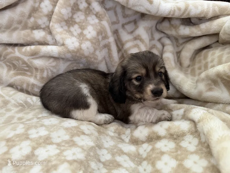 AKC Mini Tri Colored – Miniature Dachshund puppy for sale in Weatherford, TX
