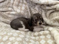 AKC Mini Tri Colored, a female Miniature Dachshund for sale in Weatherford, TX – 1 of 3