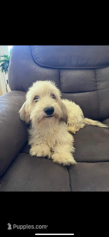 AKC Sam  – Miniature Dachshund puppy for sale in Weatherford, TX