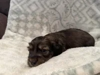 AKC Mini Male , a male Miniature Dachshund for sale in Weatherford, TX – 3 of 4