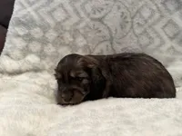 AKC Mini Male , a male Miniature Dachshund for sale in Weatherford, TX – 4 of 4