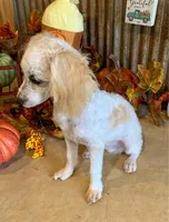 Little Sawyer Brown, a male Poodle - Miniature  for sale in Weatherford, TX – 2 of 2