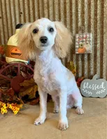 Little Sawyer Brown, a male Poodle - Miniature  for sale in Weatherford, TX – 1 of 2