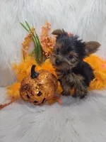 Lucky, a male Yorkshire Terrier for sale in Neodesha, KS – 1 of 1