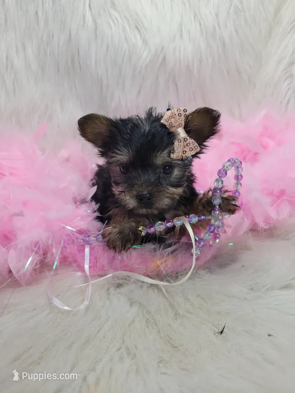 Joseline – Yorkshire Terrier puppy for sale in Tulsa, OK