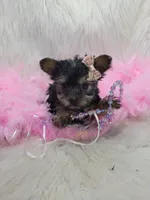 Joseline, a male Yorkshire Terrier for sale in Tulsa, OK – 1 of 1