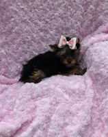Lola, a female Yorkshire Terrier for sale in Tulsa, OK – Photo 3 of 3