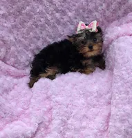 Lola, a female Yorkshire Terrier for sale in Tulsa, OK – Photo 2 of 3