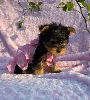 Lola, a female Yorkshire Terrier for sale in Tulsa, OK – Photo 1 of 3