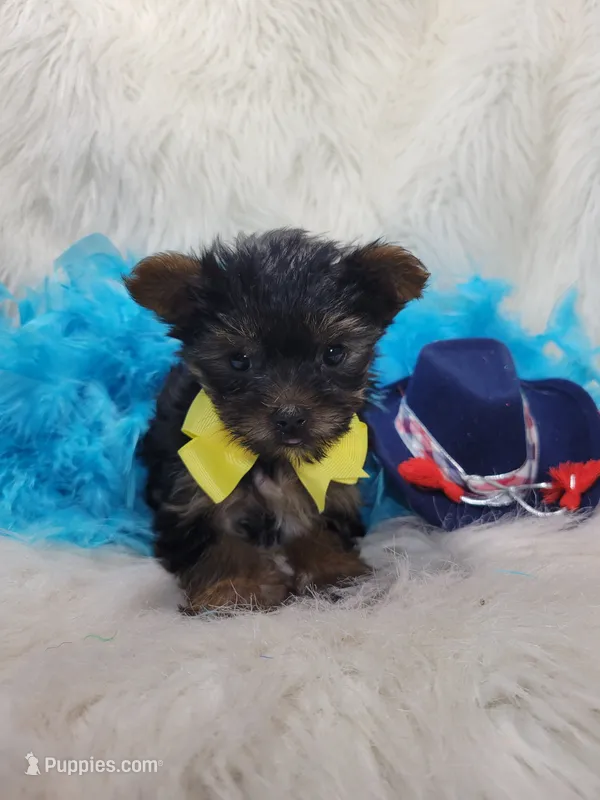 Boss – Yorkshire Terrier puppy for sale in Tulsa, OK