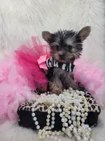 Joseline, a male Yorkshire Terrier for sale in Neodesha, KS – 5 of 9