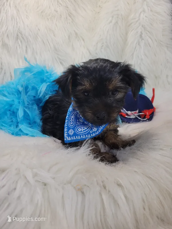 Darth Vader – Yorkshire Terrier puppy for sale in Tulsa, OK