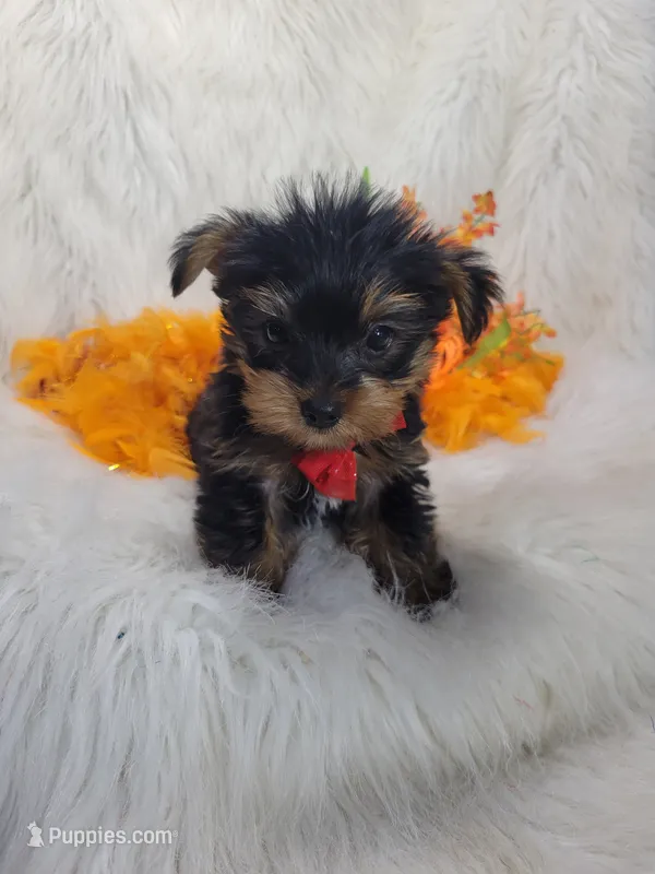Cujo – Yorkshire Terrier puppy for sale in Tulsa, OK