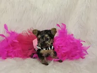Marley, a female Yorkshire Terrier for sale in Tulsa, OK – Photo 2 of 4