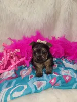 Marley, a female Yorkshire Terrier for sale in Tulsa, OK – Photo 4 of 4