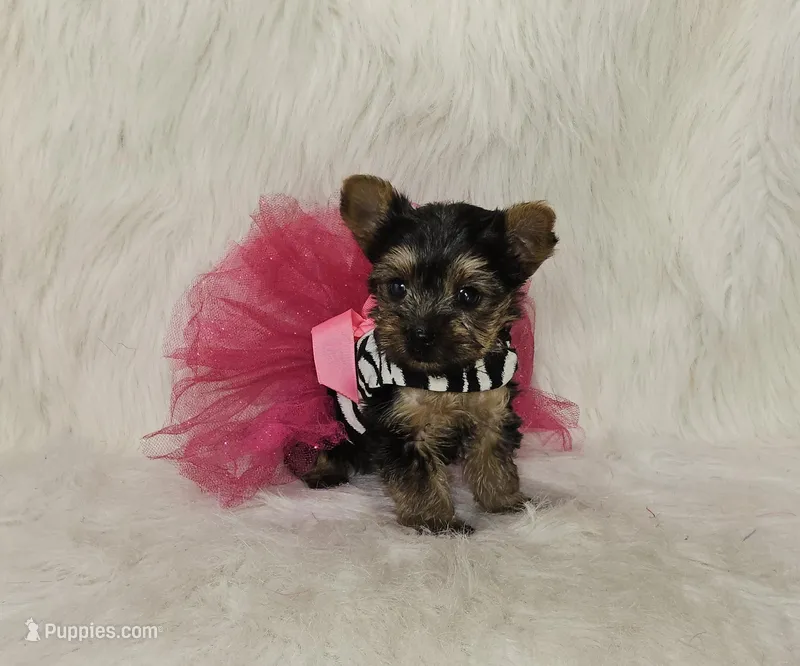 Marley – Yorkshire Terrier puppy for sale in Tulsa, OK