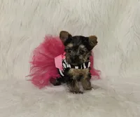 Marley, a female Yorkshire Terrier for sale in Tulsa, OK – Photo 1 of 4