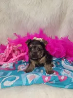 Marley, a female Yorkshire Terrier for sale in Tulsa, OK – Photo 3 of 4