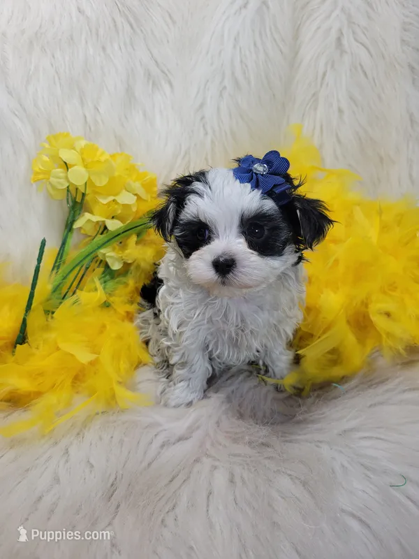 Fancy – Morkie puppy for sale in Tulsa, OK