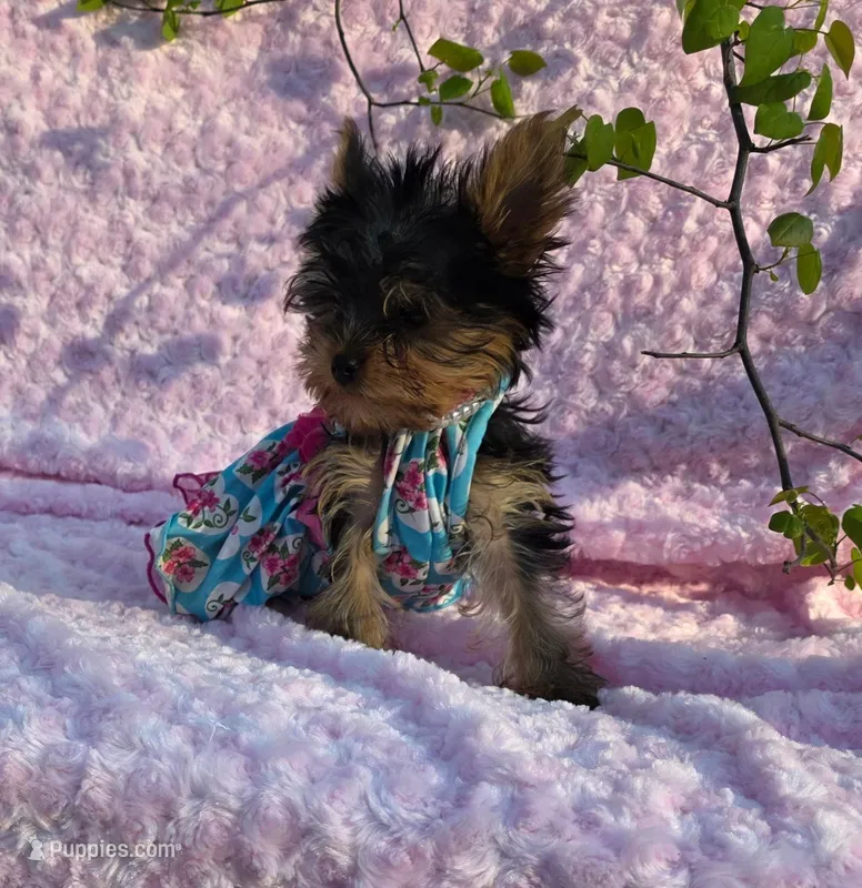 Daisy – Yorkshire Terrier puppy for sale in Tulsa, OK