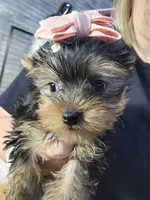 Daisy, a female Yorkshire Terrier for sale in Tulsa, OK – Photo 1 of 2