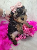 Daisy, a female Yorkshire Terrier for sale in Tulsa, OK – Photo 2 of 2