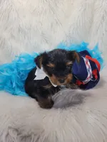 Cujo, a male Yorkshire Terrier for sale in Neodesha, KS – 3 of 3