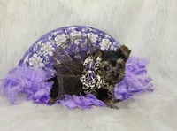 Stella, a female Yorkshire Terrier for sale in Tulsa, OK – Photo 1 of 2