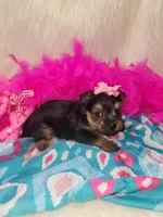 Stella, a female Yorkshire Terrier for sale in Tulsa, OK – Photo 2 of 2