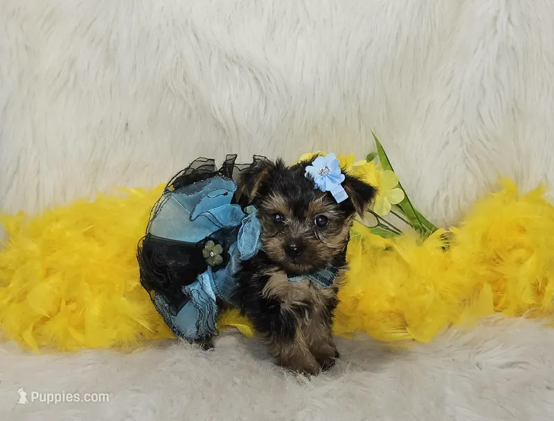 Stella – Yorkshire Terrier puppy for sale in Tulsa, OK