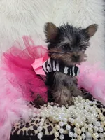 Joseline, a male Yorkshire Terrier for sale in Neodesha, KS – 3 of 9