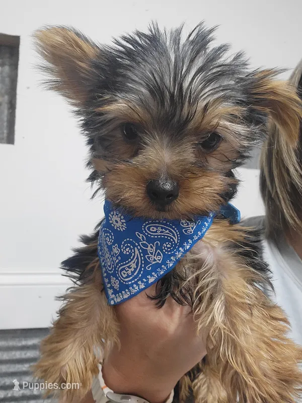 Lucky – Yorkshire Terrier puppy for sale in Neodesha, KS
