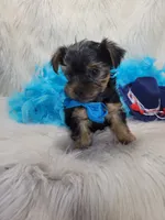 Spock, a male Yorkshire Terrier for sale in Neodesha, KS – 3 of 5