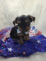 Boston, a male Yorkshire Terrier for sale in Tulsa, OK – 2 of 2