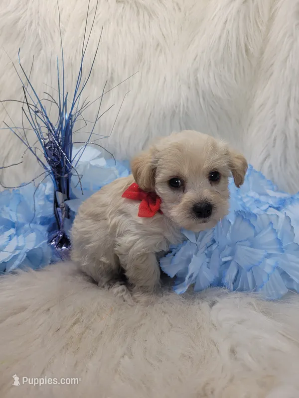 Scout – Yorkipoo puppy for sale in Neodesha, KS