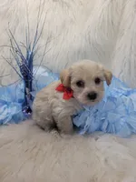 Scout, a male Yorkipoo for sale in Neodesha, KS – 1 of 1